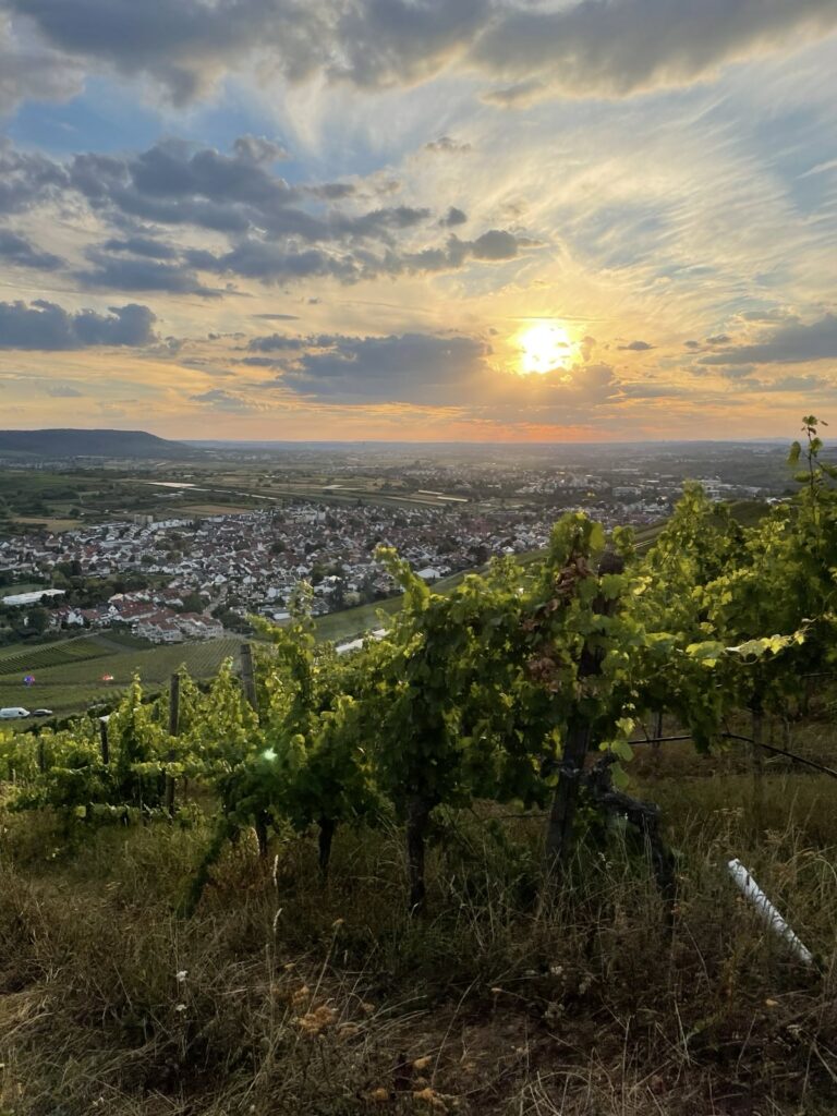 Wine with a view